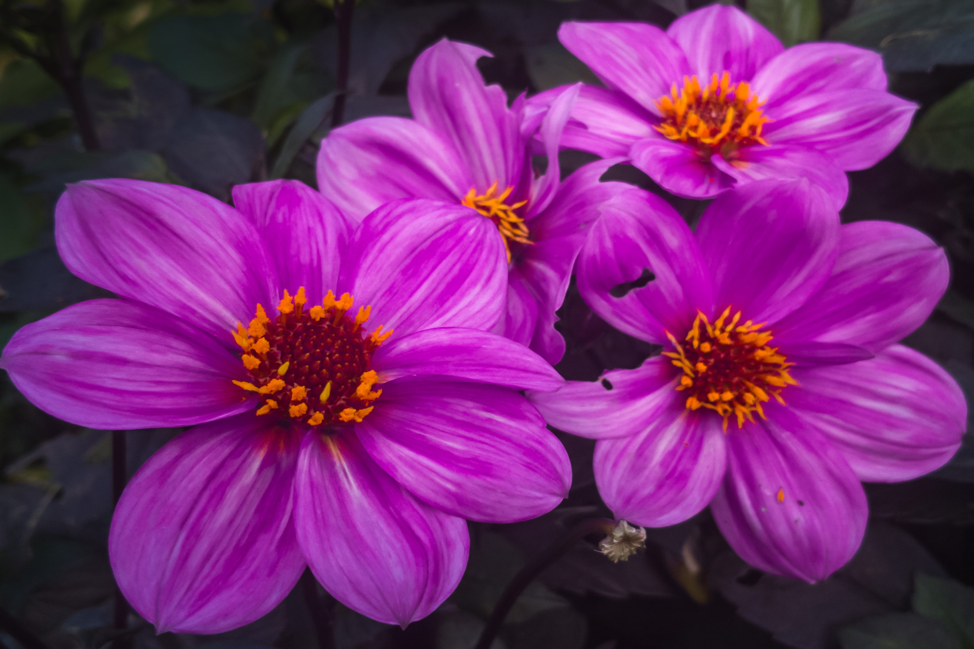 header image
