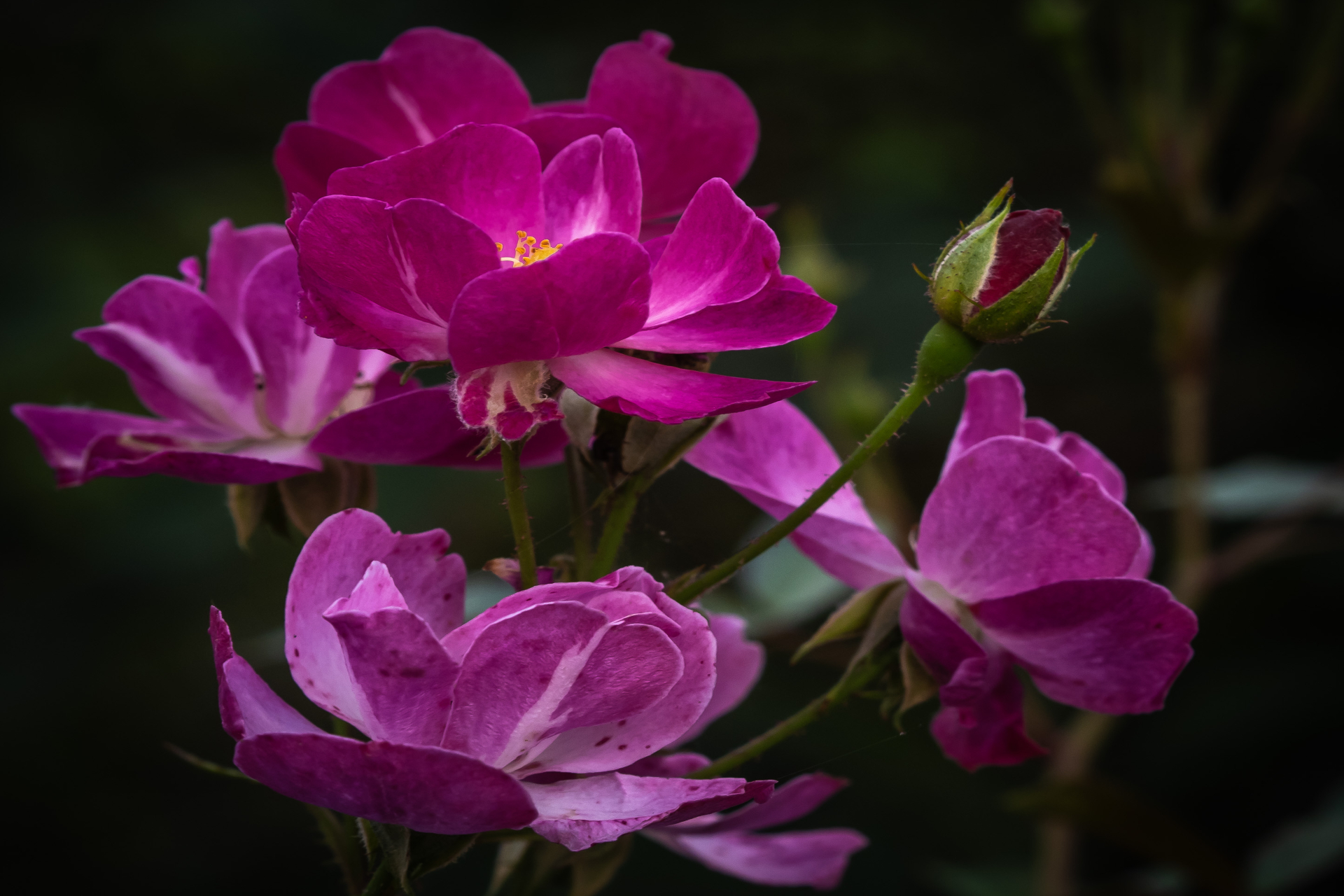 header image